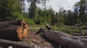  Kaibab Estates West, AZ Tree Removal and Landscaping Services Pros